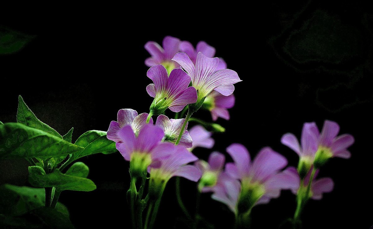 今年的醡酱花（续）