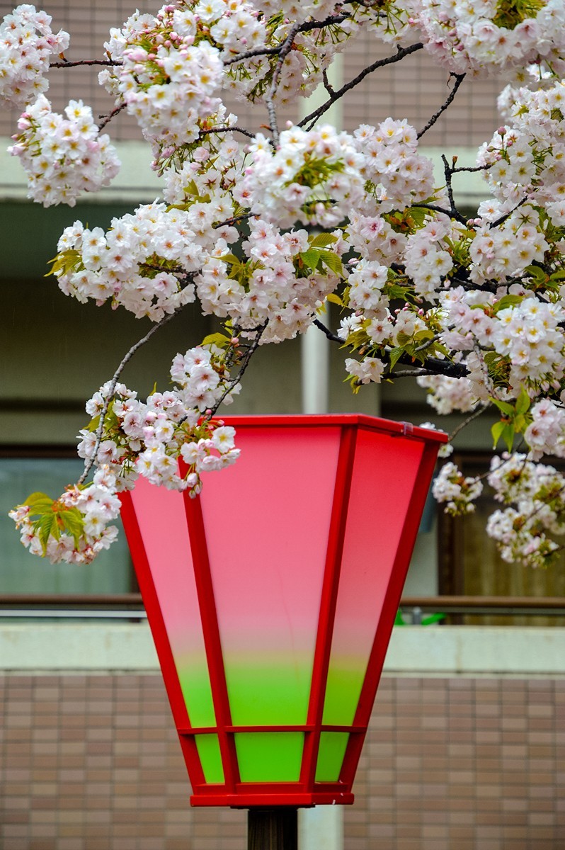 2019年樱花随拍-0929-21