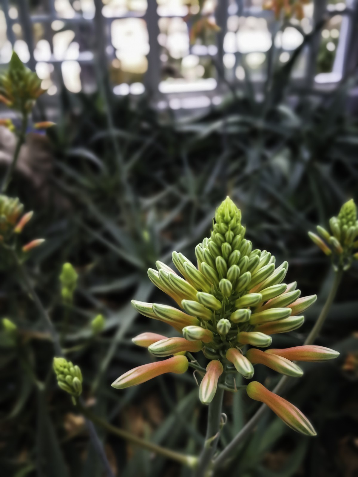 深圳仙湖植物园～ 掠影
