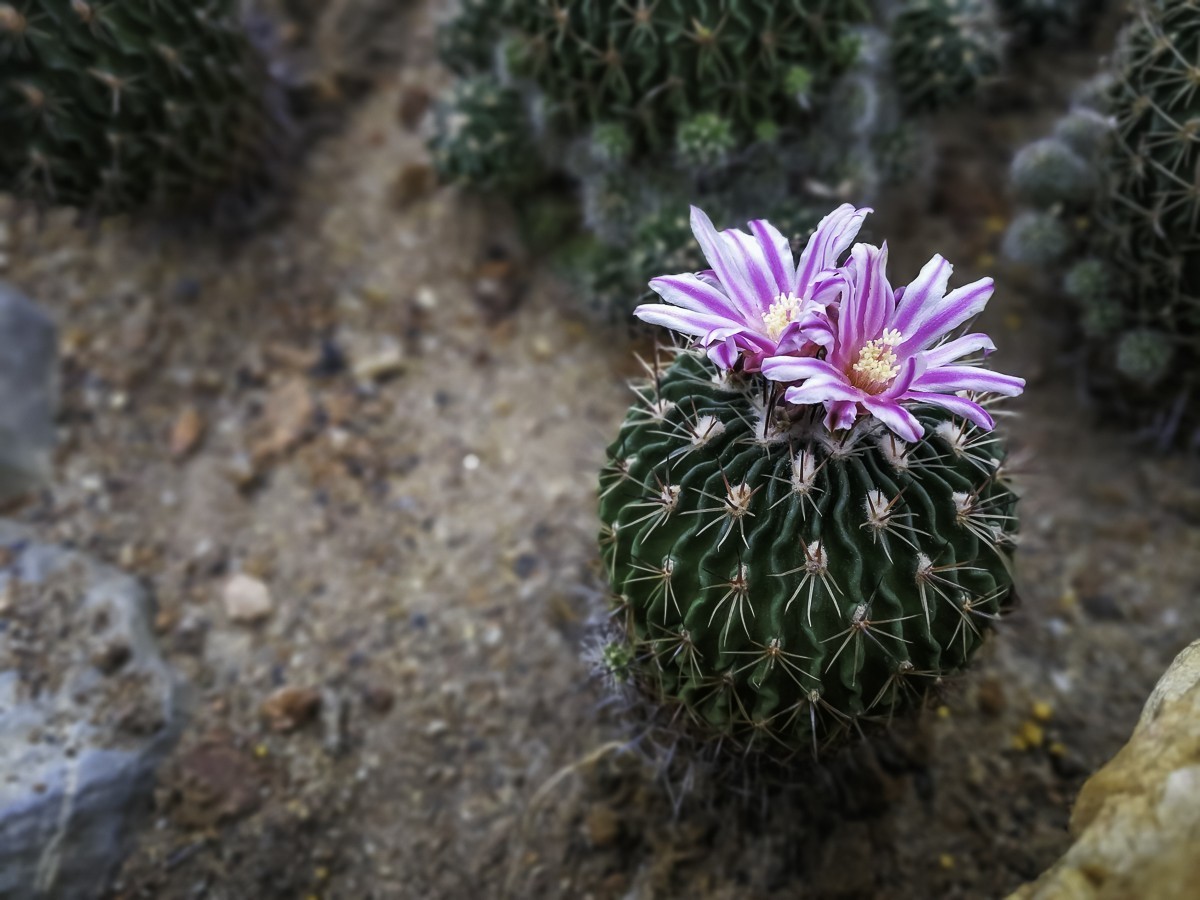深圳仙湖植物园～ 掠影