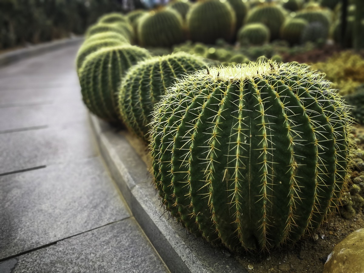 深圳仙湖植物园～ 掠影