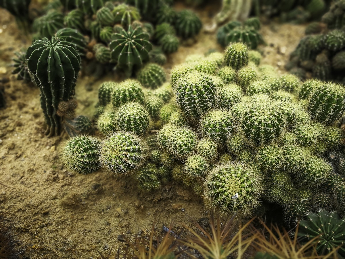 深圳仙湖植物园～ 掠影