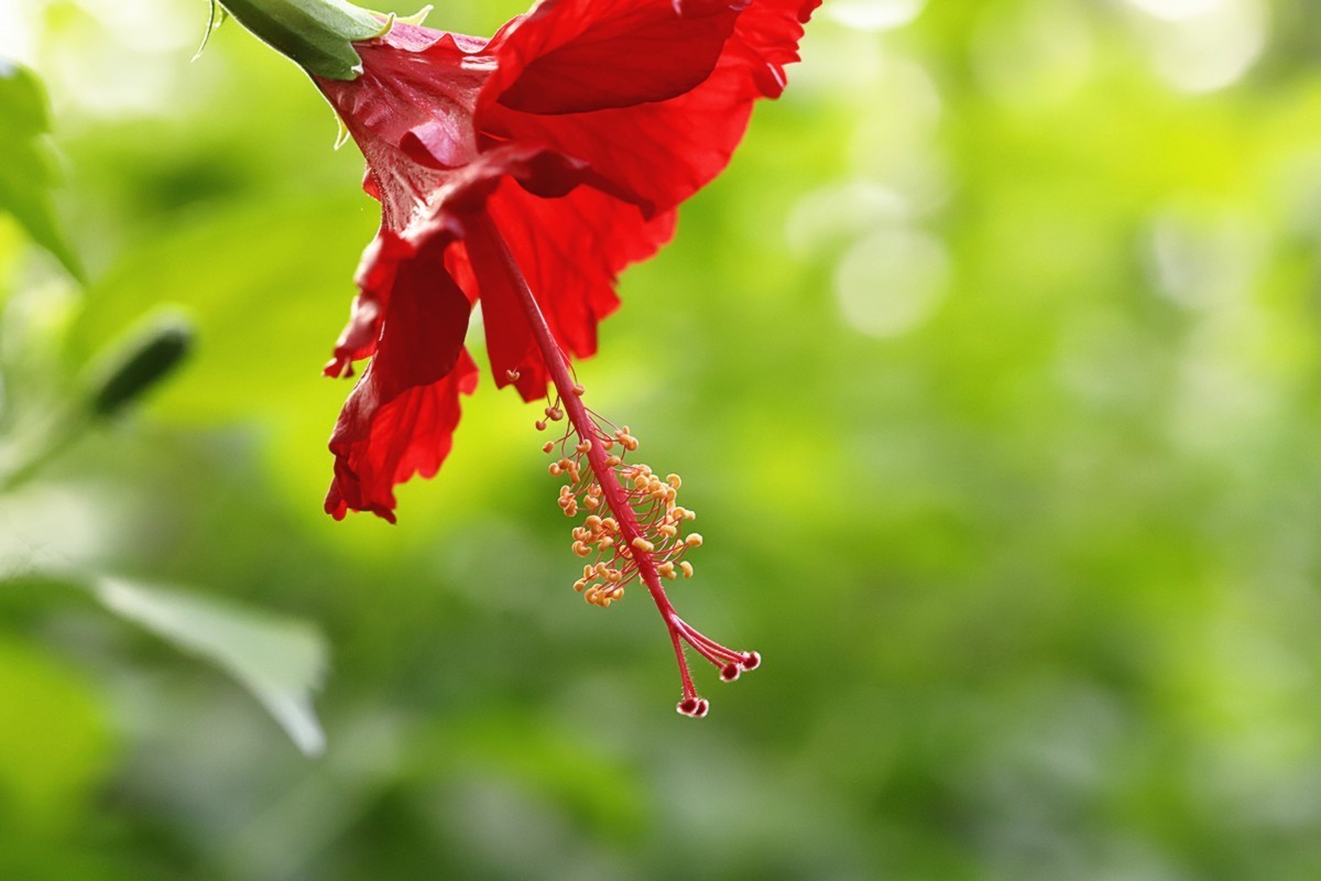 艳丽多彩扶桑花.