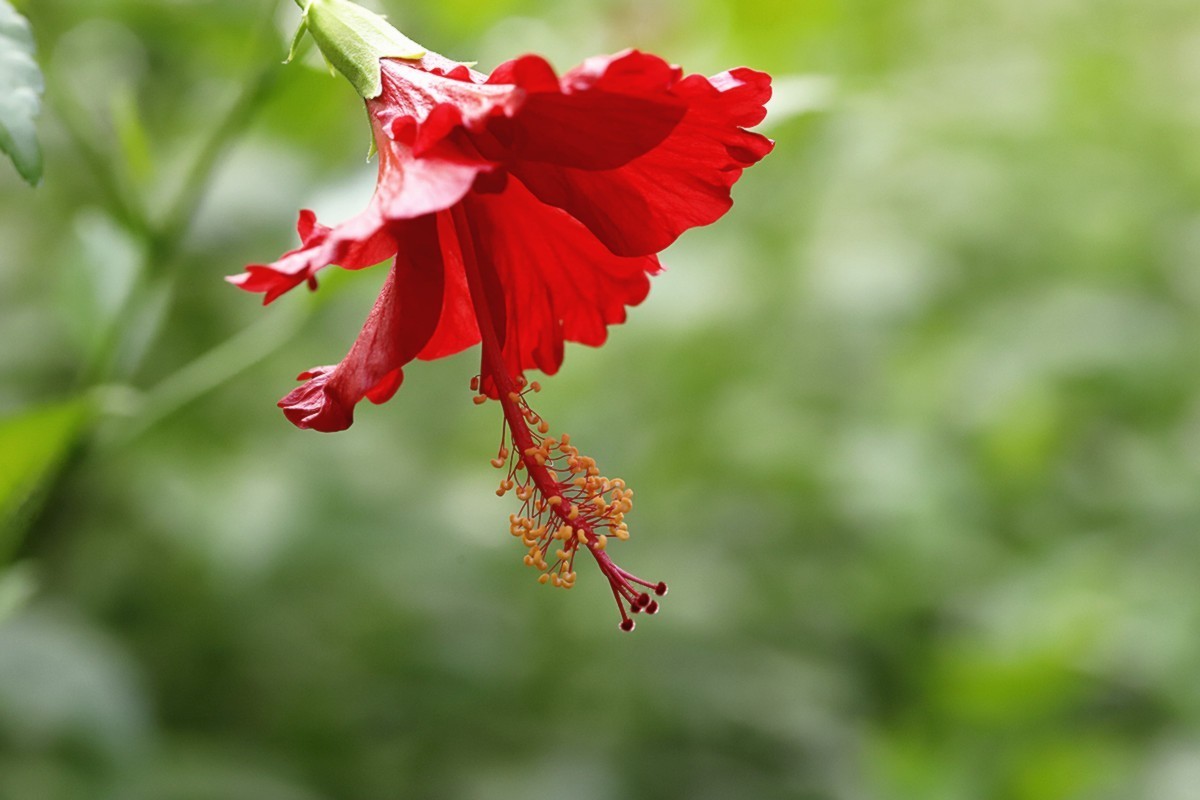 艳丽多彩扶桑花.