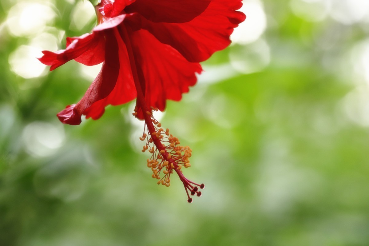 艳丽多彩扶桑花.