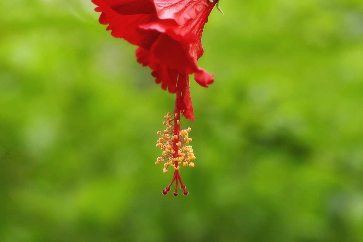 艳丽多彩扶桑花.