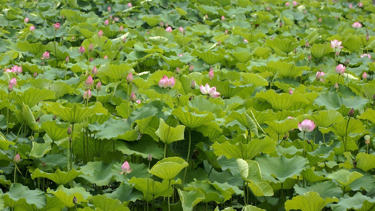 西湖里的荷花