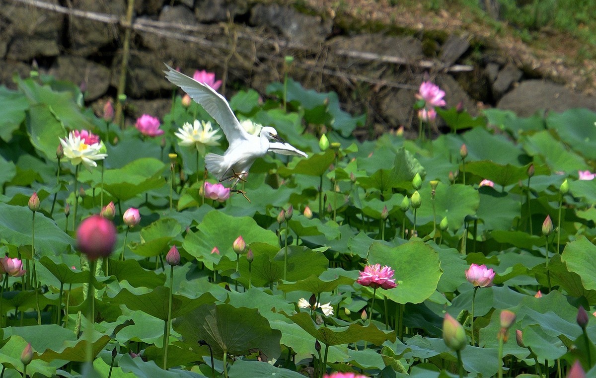 荷塘