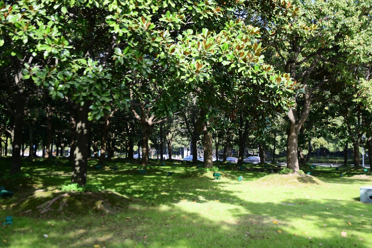 上海街头冬天的绿意浓浓