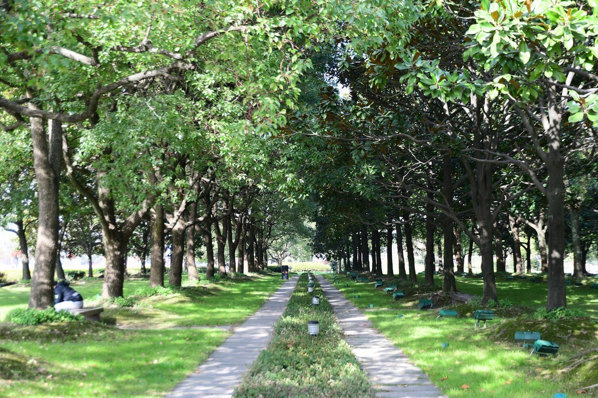 上海街头冬天的绿意浓浓