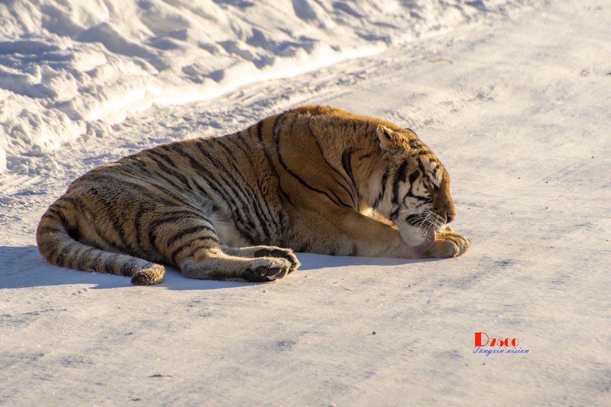 东北虎林园（7）