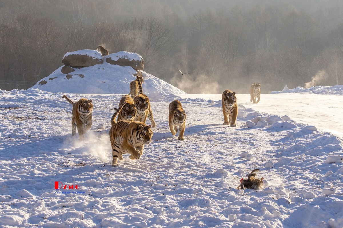 东北虎林园（7）