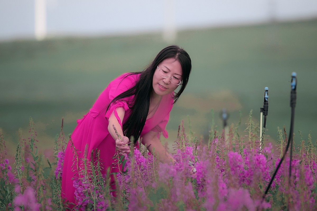 柳兰丛中的紫衣倩影