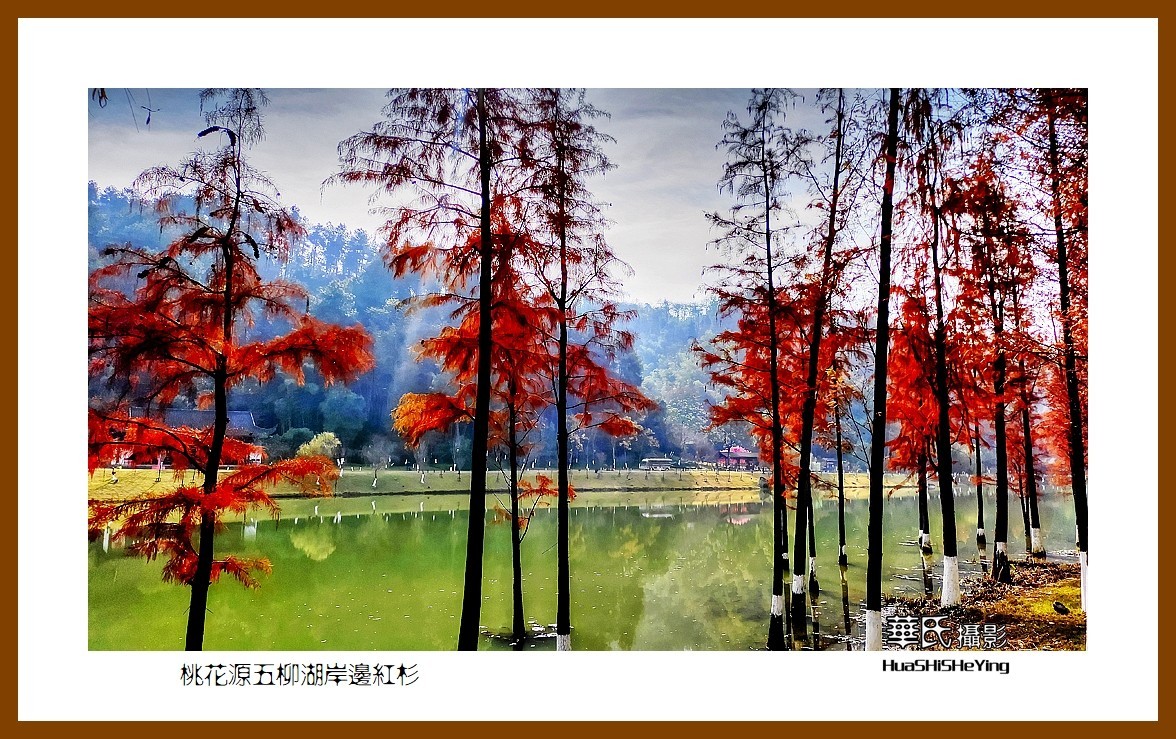 2021南行慢游（湖南154）—桃花源五柳湖岸边红杉（常德市）