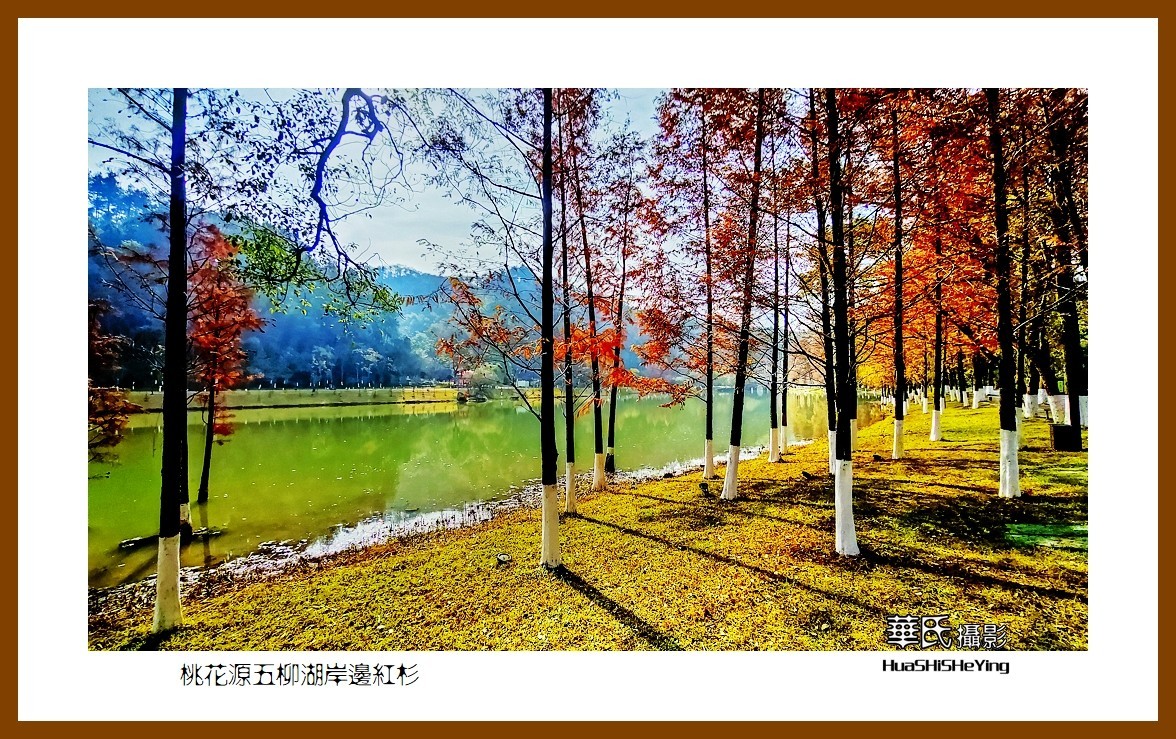 2021南行慢游（湖南154）—桃花源五柳湖岸边红杉（常德市）