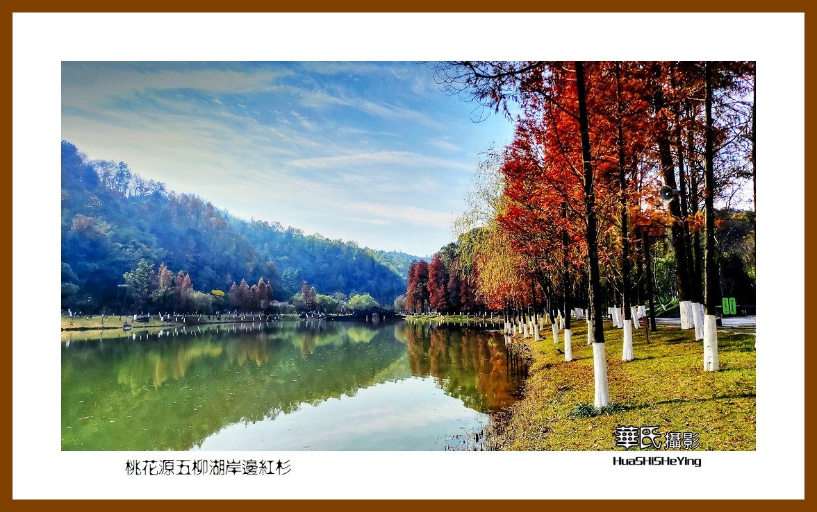 2021南行慢游（湖南154）—桃花源五柳湖岸边红杉（常德市）