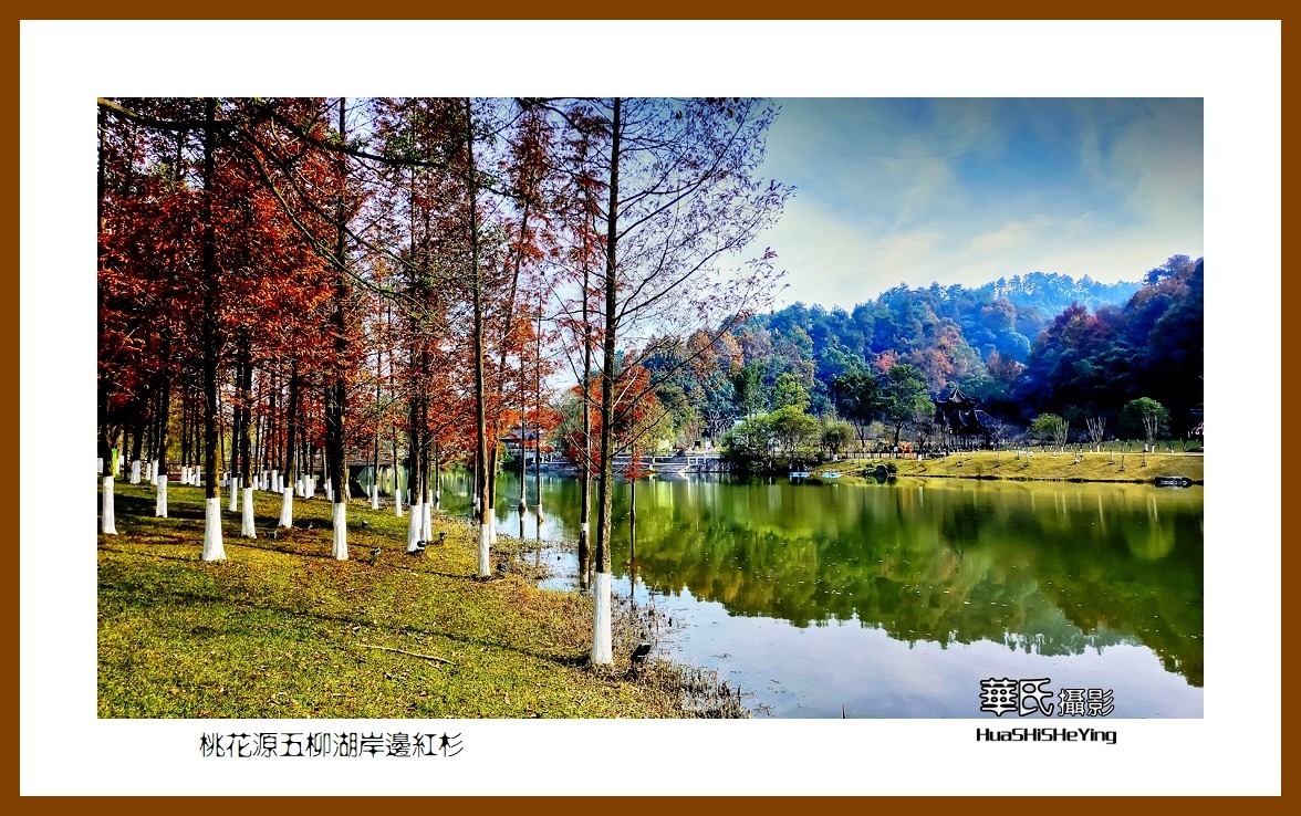 2021南行慢游（湖南154）—桃花源五柳湖岸边红杉（常德市）