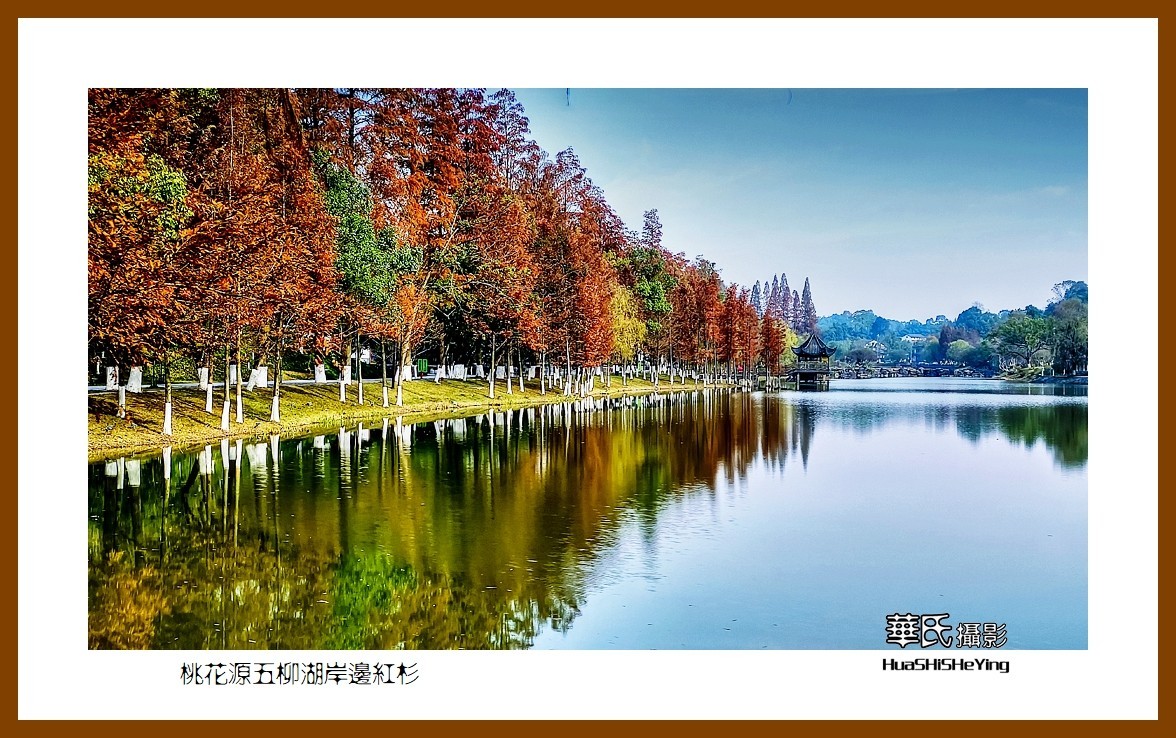 2021南行慢游（湖南154）—桃花源五柳湖岸边红杉（常德市）