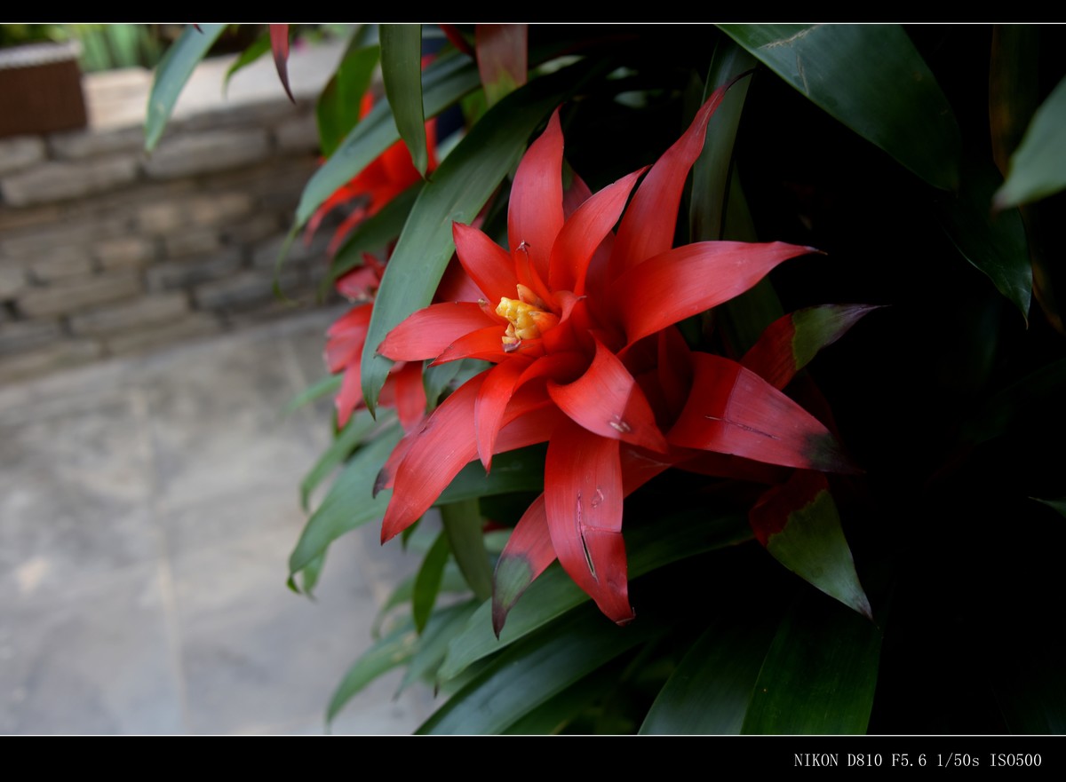 生态园拍花卉－水塔花
