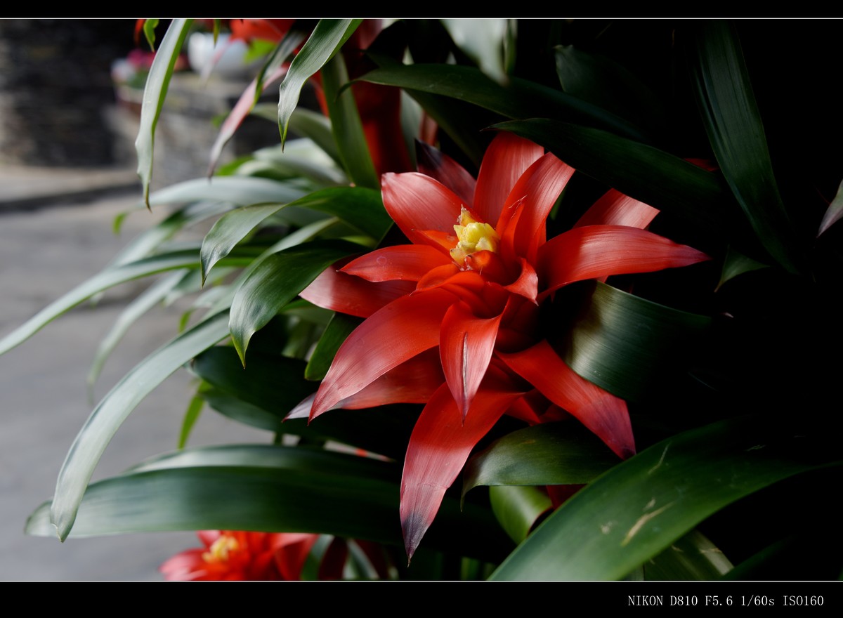 生态园拍花卉－水塔花