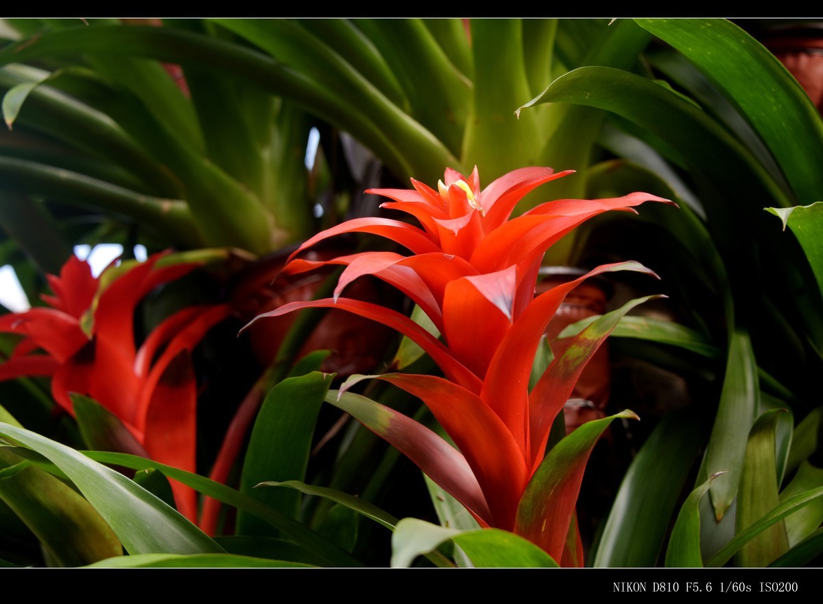 生态园拍花卉－水塔花
