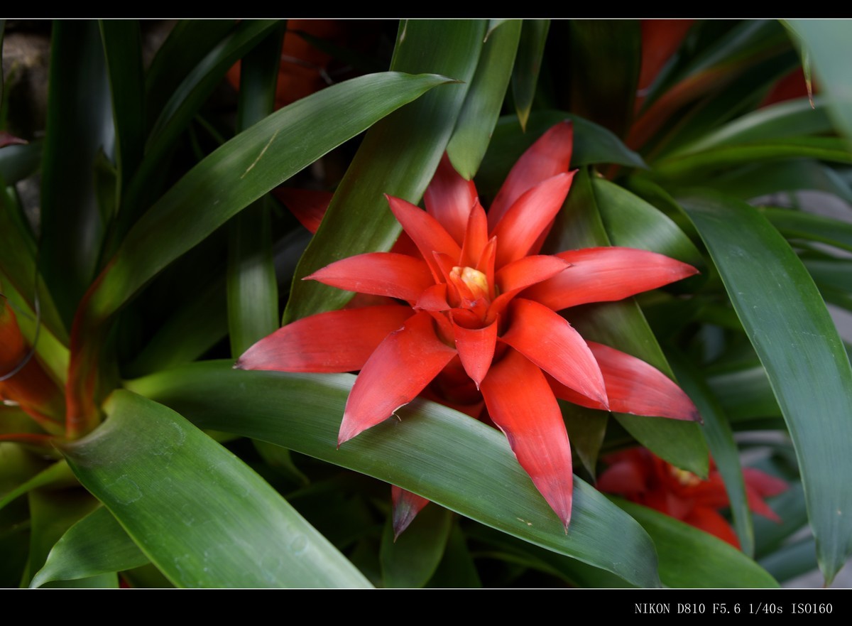 生态园拍花卉－水塔花