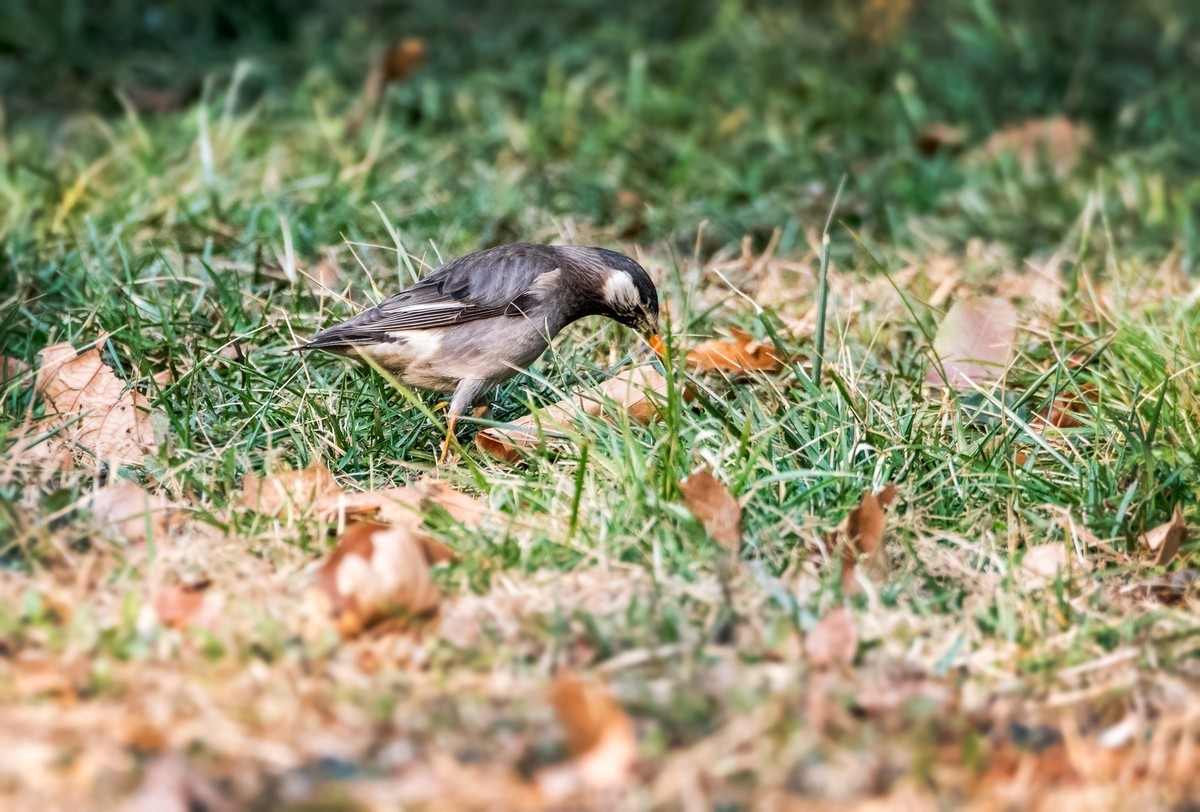 灰椋鸟（十三）