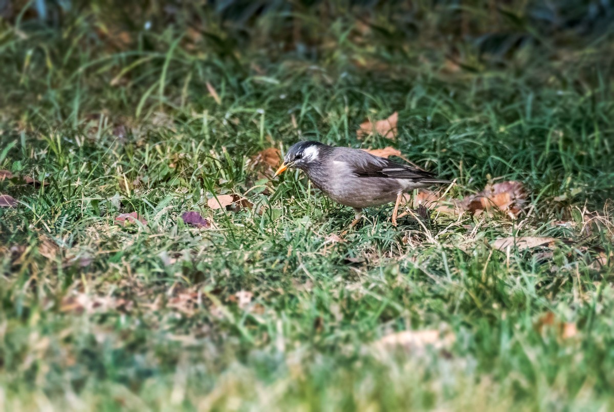 灰椋鸟（十三）