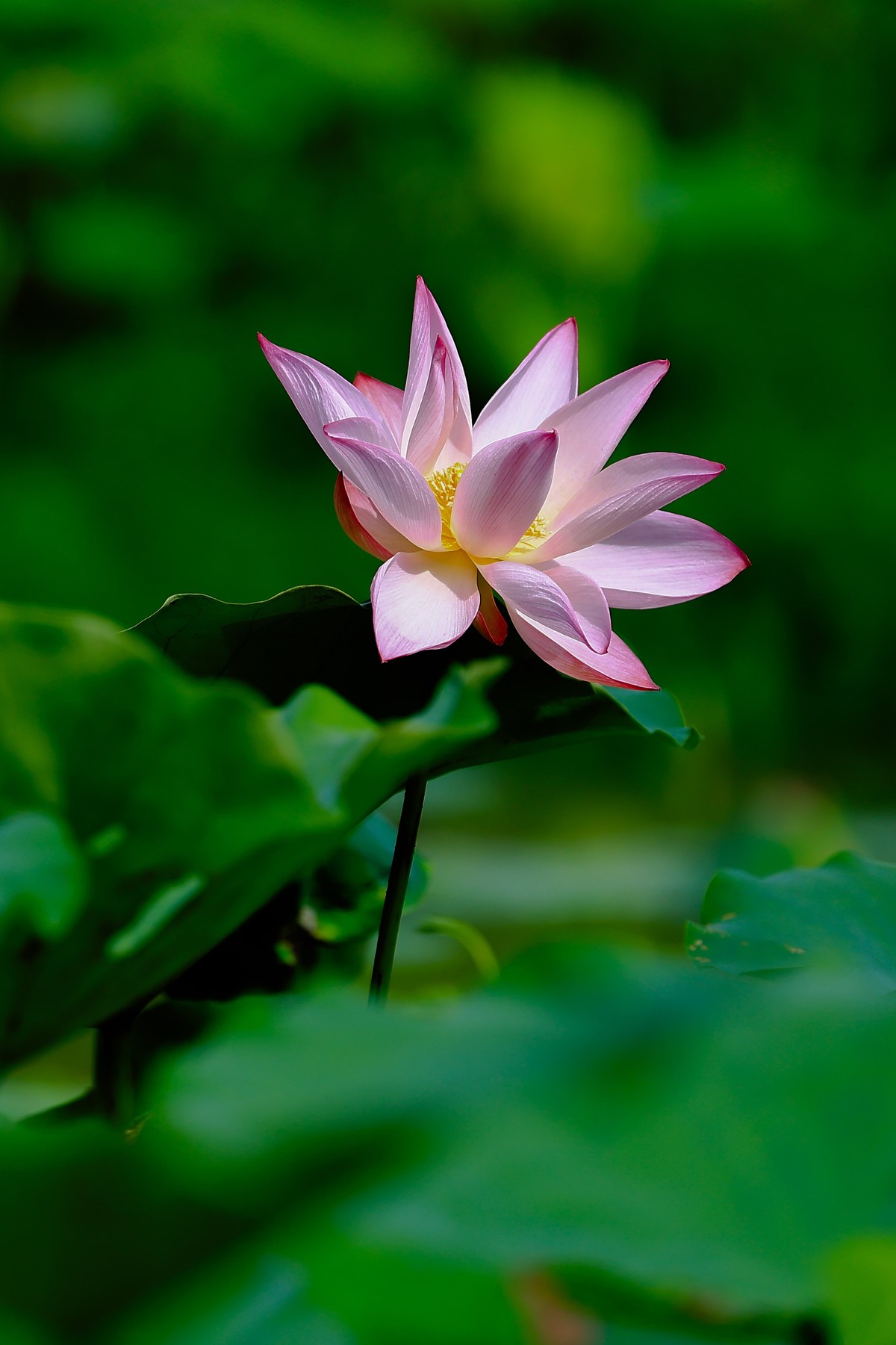 再来一组荷花