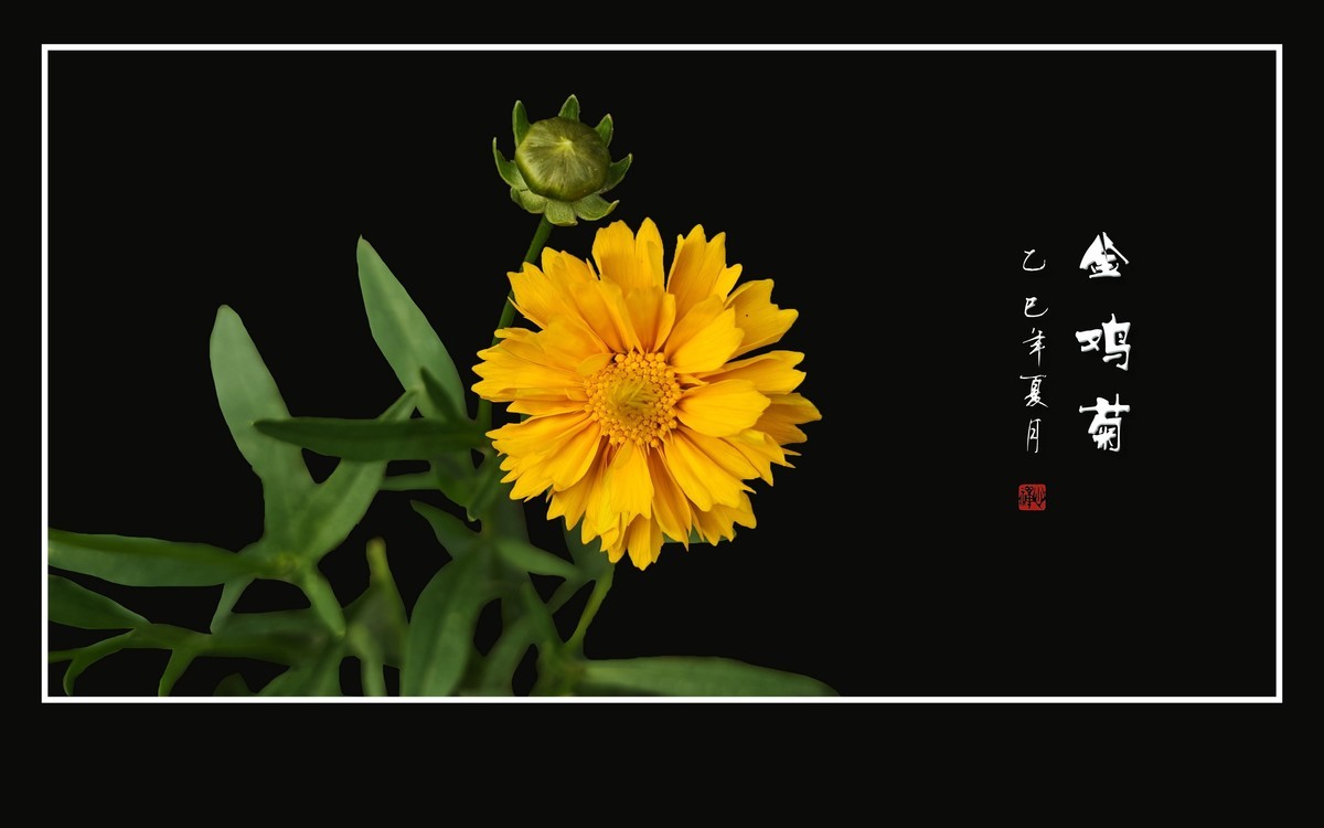 金光闪闪的金鸡菊