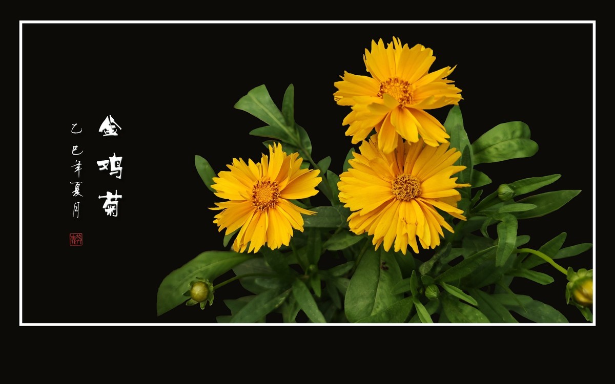 金光闪闪的金鸡菊