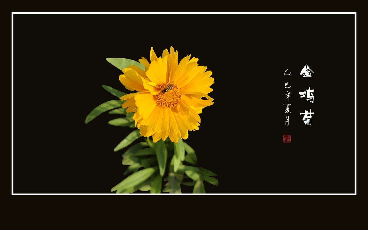 金光闪闪的金鸡菊