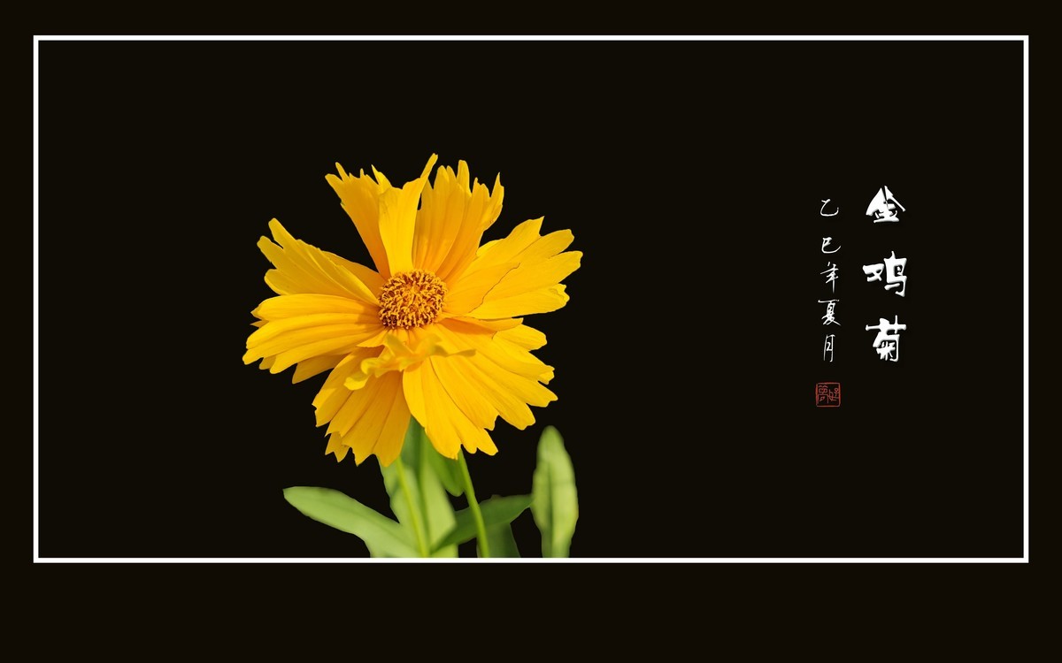金光闪闪的金鸡菊