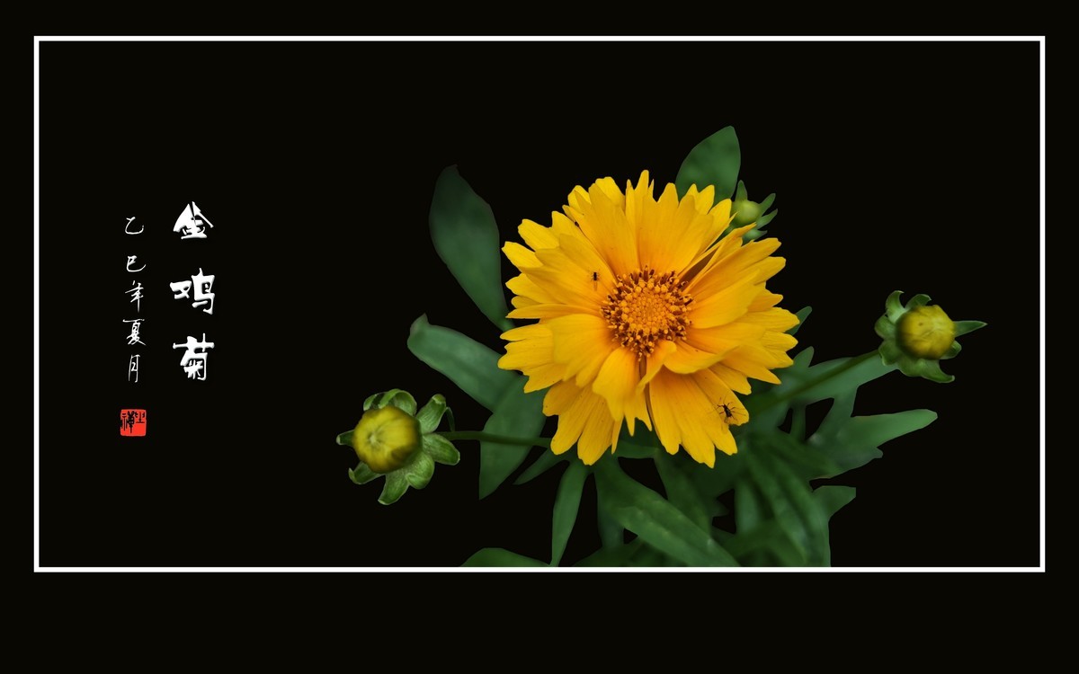金光闪闪的金鸡菊