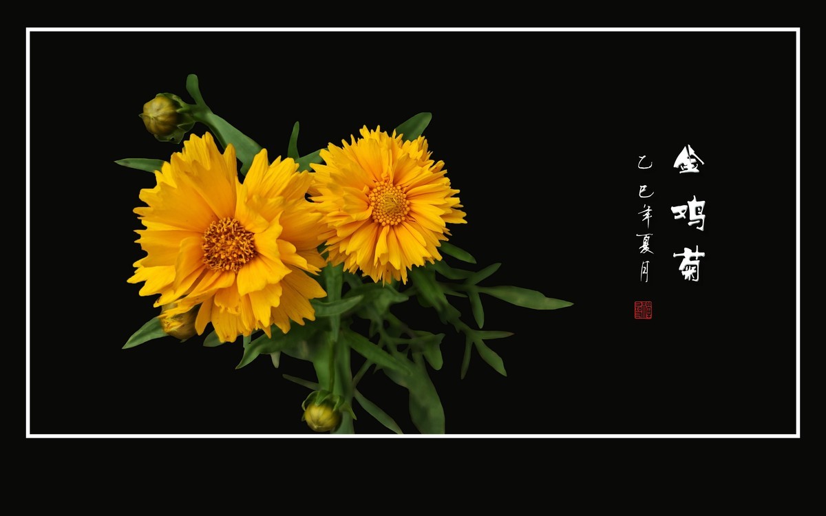 金光闪闪的金鸡菊