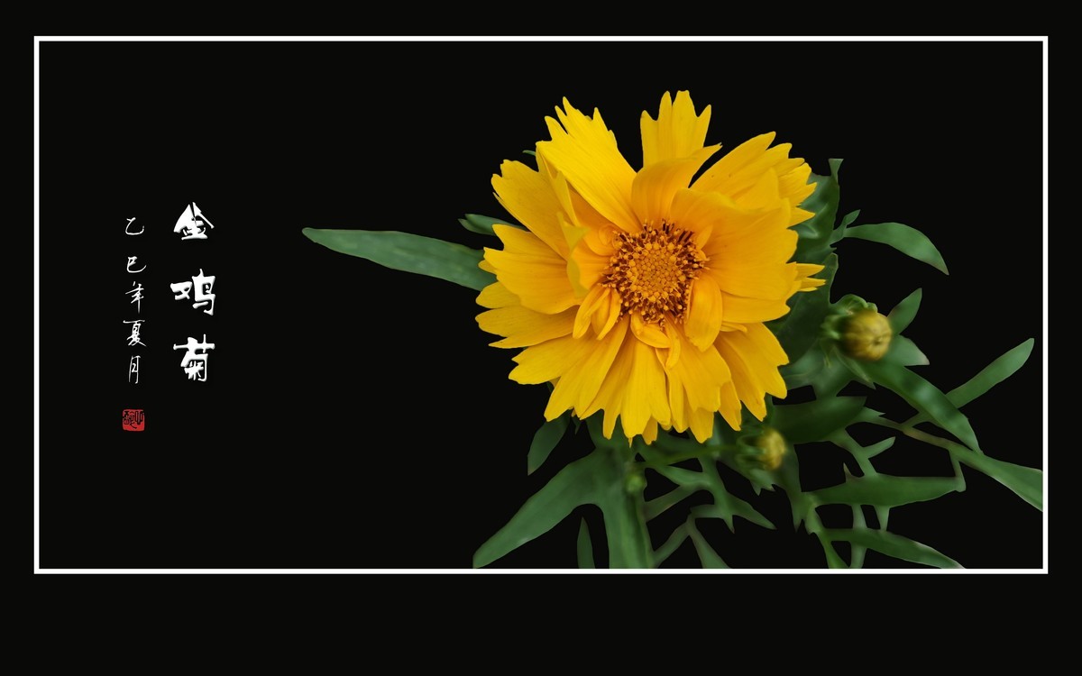 金光闪闪的金鸡菊