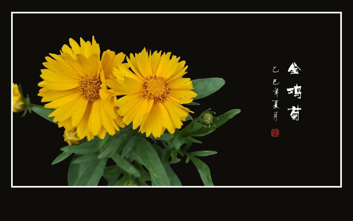 金光闪闪的金鸡菊