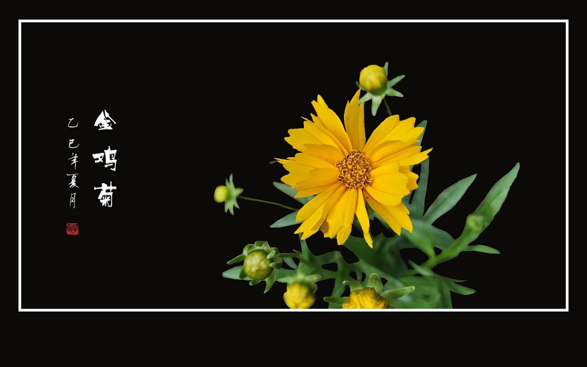 金光闪闪的金鸡菊