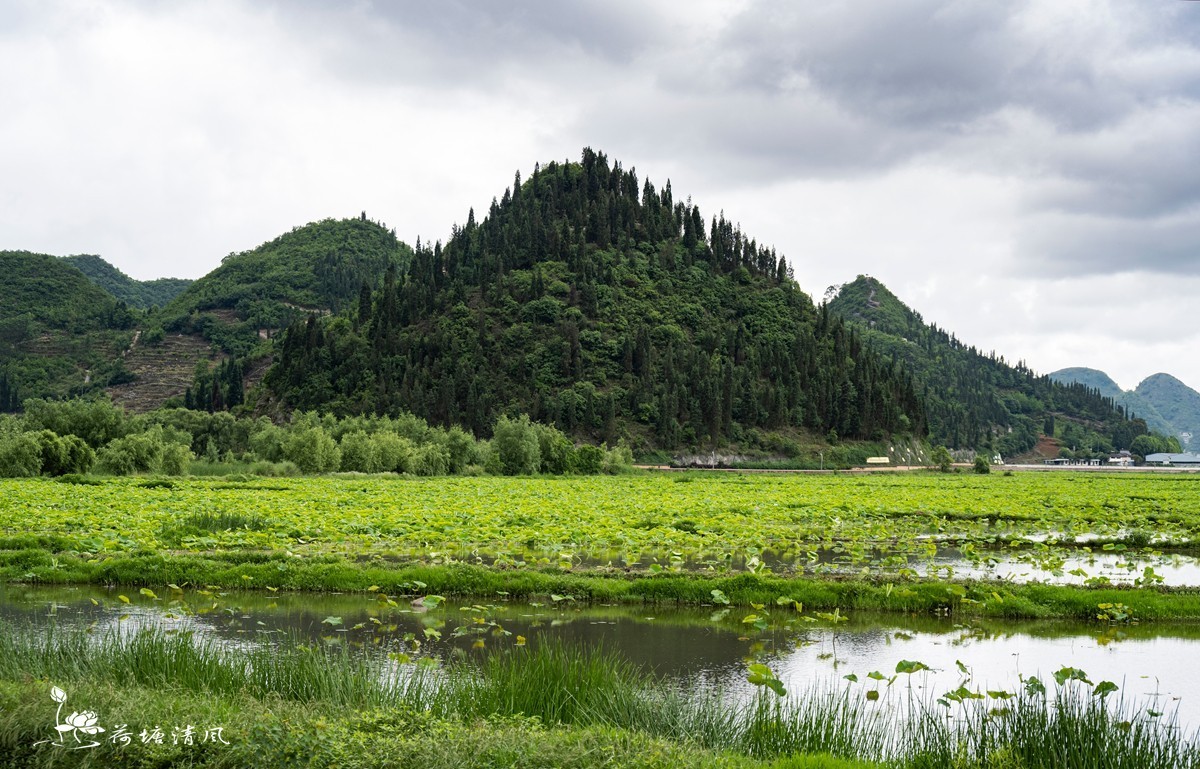 今天下午、小雨中拍摄安龙十里荷塘三号亭。