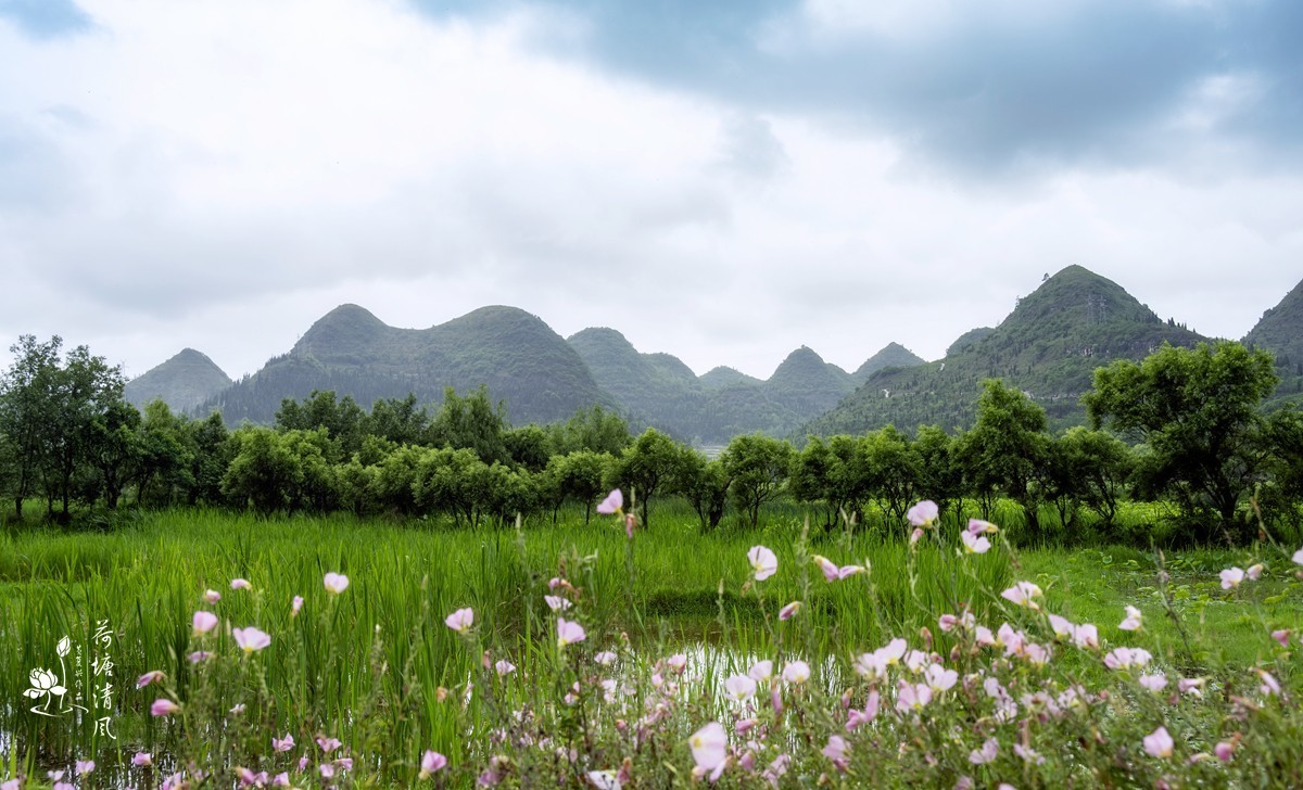 今天下午、小雨中拍摄安龙十里荷塘三号亭。