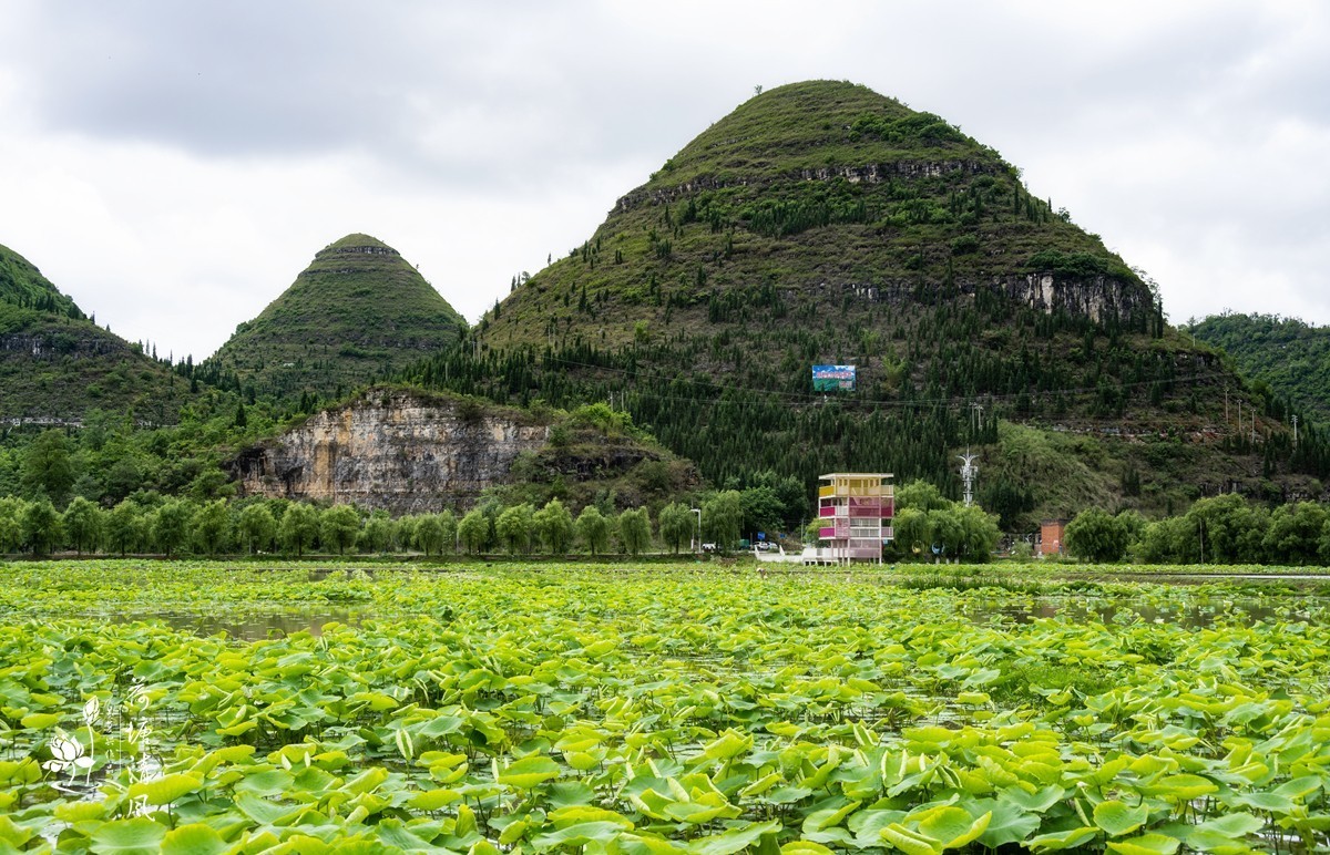 今天下午、小雨中拍摄安龙十里荷塘三号亭。