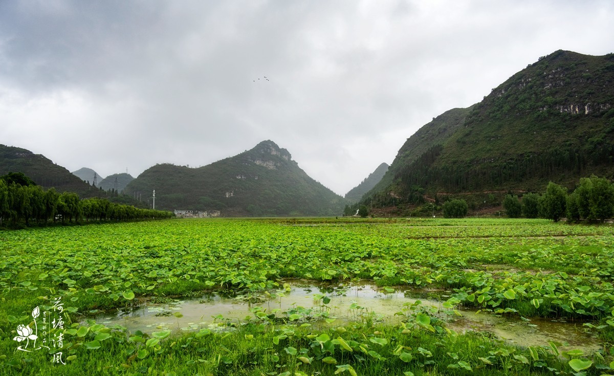 今天下午、小雨中拍摄安龙十里荷塘三号亭。