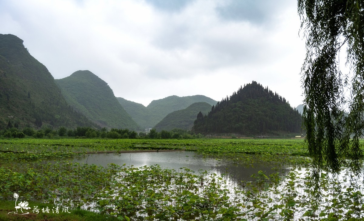 今天下午、小雨中拍摄安龙十里荷塘三号亭。