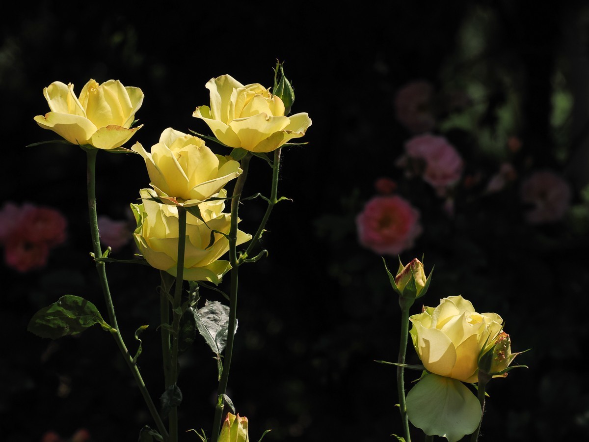 游北京大兴世界月季主题园