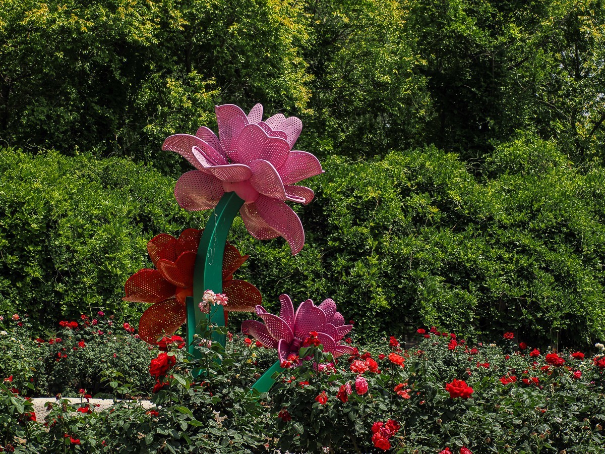 游北京大兴世界月季主题园