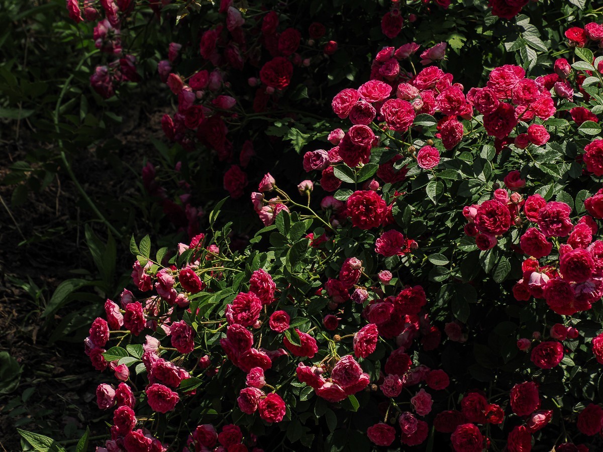 游北京大兴世界月季主题园