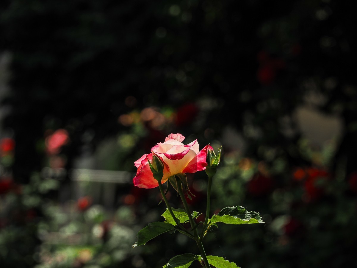 游北京大兴世界月季主题园