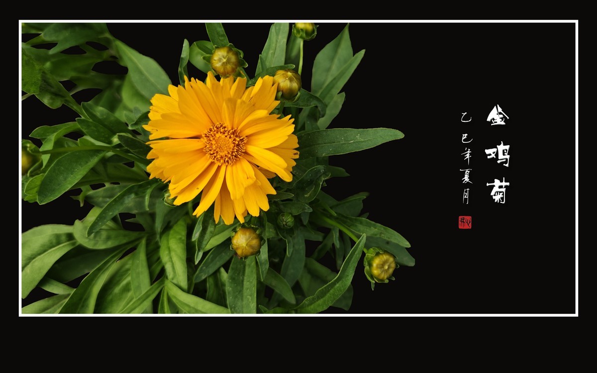 金光闪闪的金鸡菊