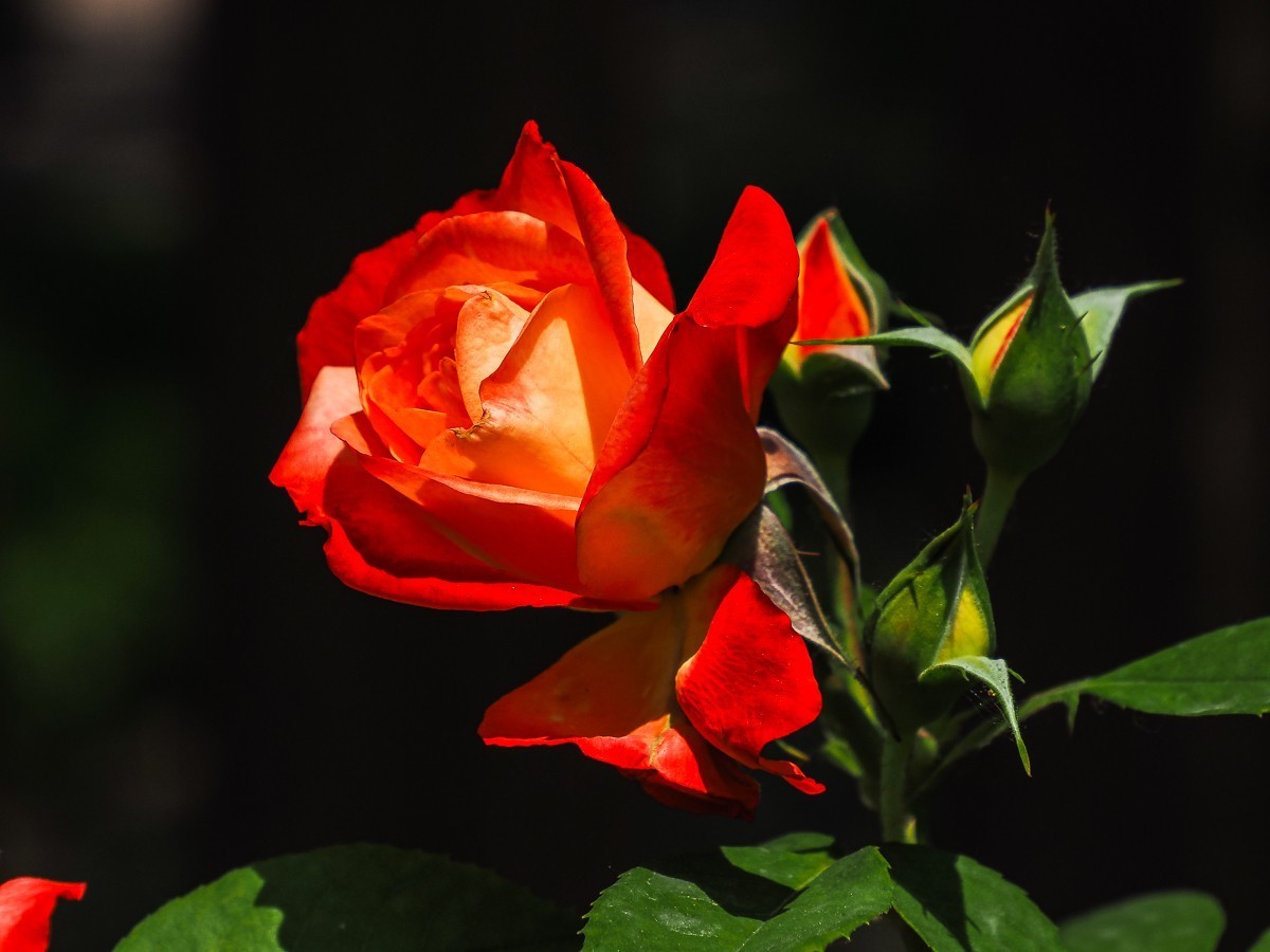 游北京大兴世界月季主题园