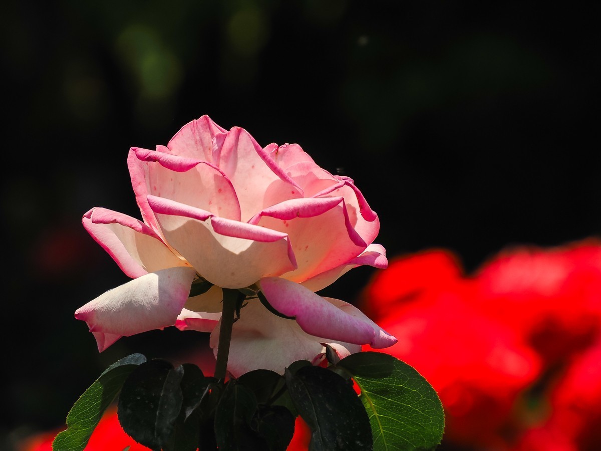 游北京大兴世界月季主题园